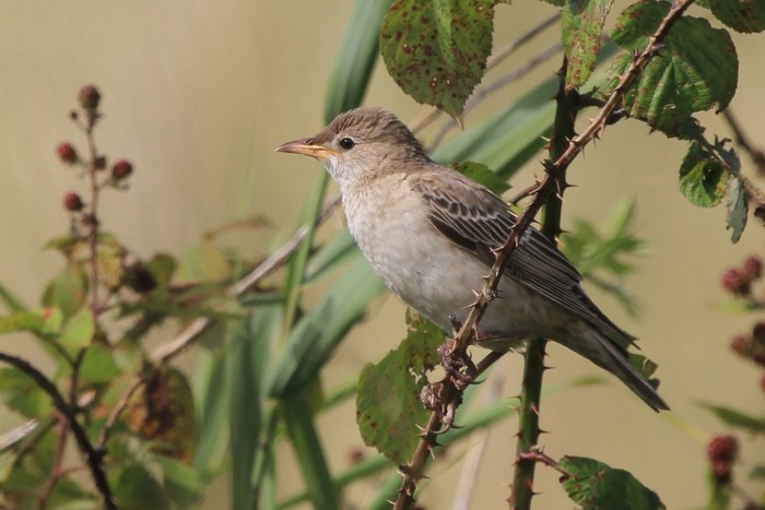 Rose-coloured Starling