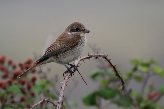 Red-backed Shrike