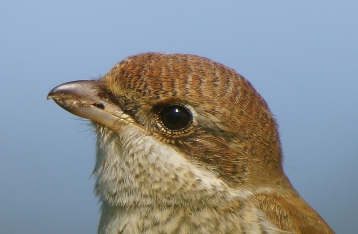 Red-backed Shrike