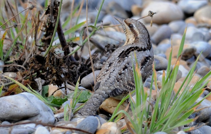 Wryneck