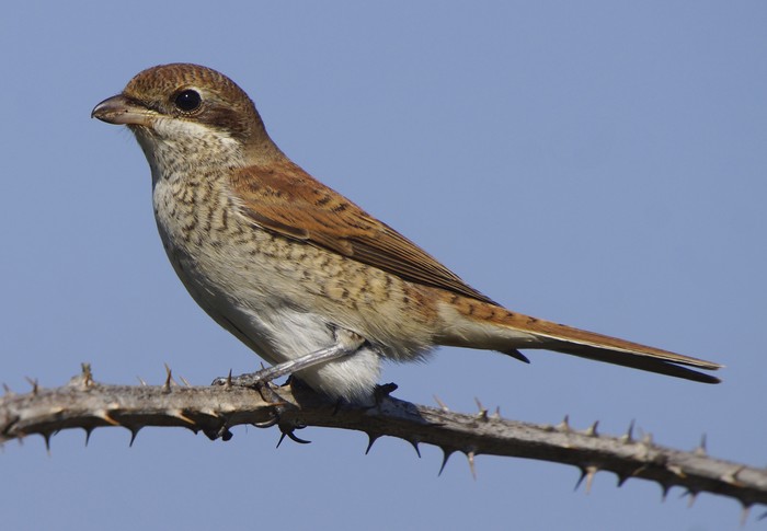 Red-backed Shrike
