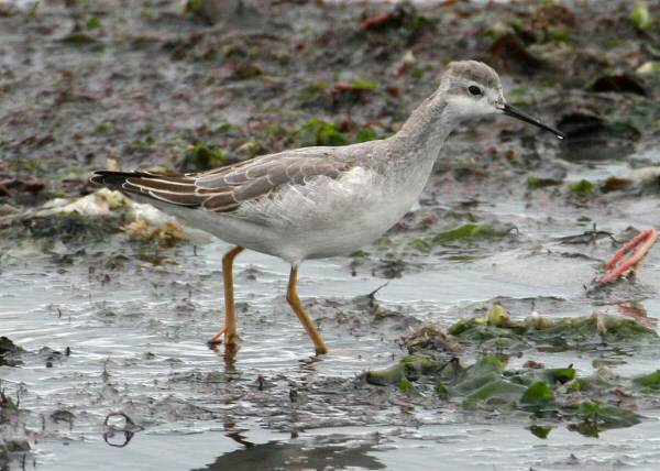 Wilson's Phalarope