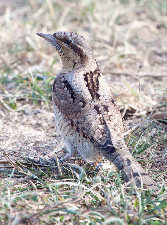 Wryneck