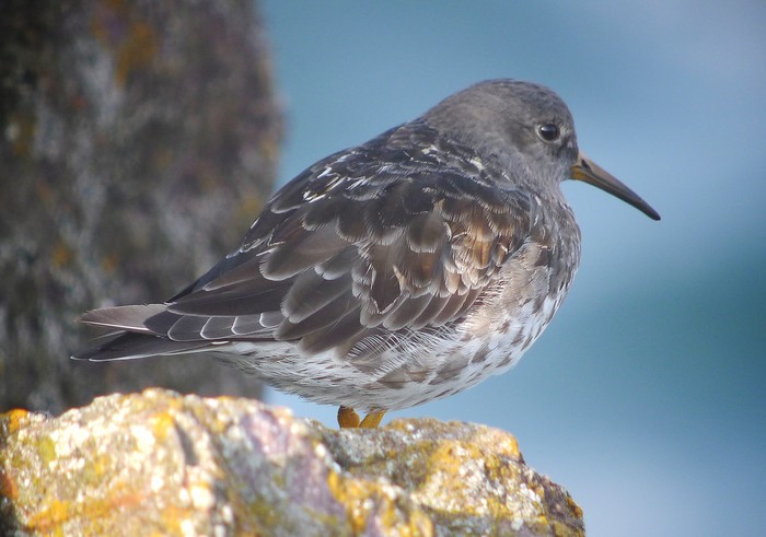 Purple Sandpiper