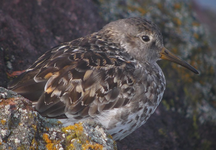 Purple Sandpiper