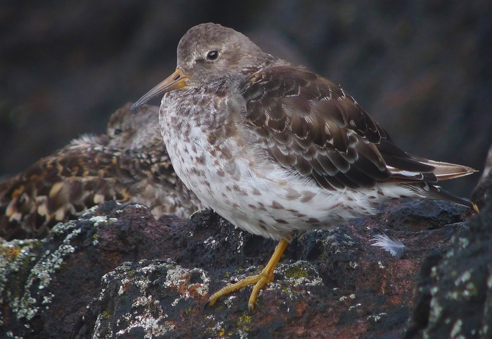 Purple Sandpiper