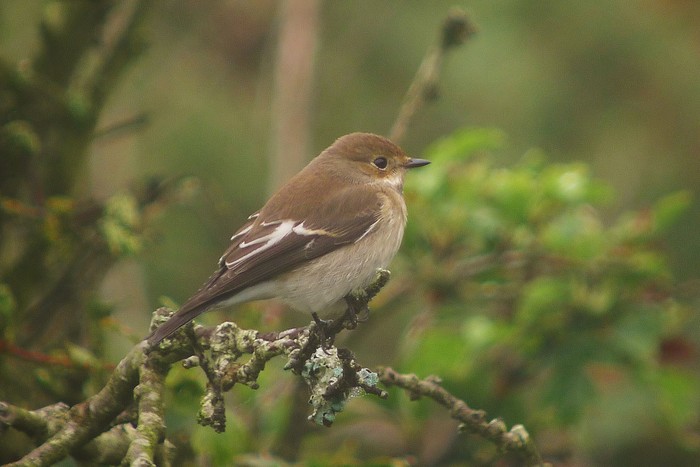 Pied Flycatcher