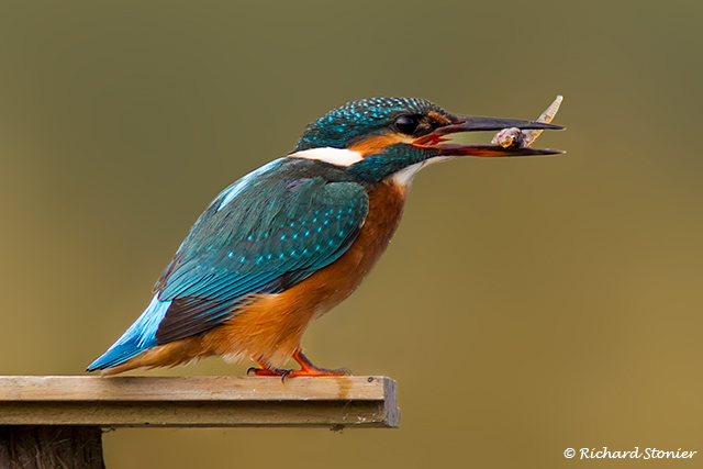 Kingfisher