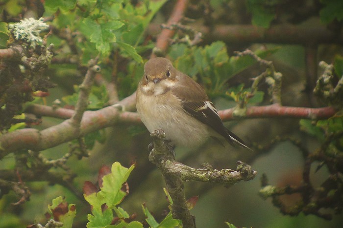 Pied Flycatcher