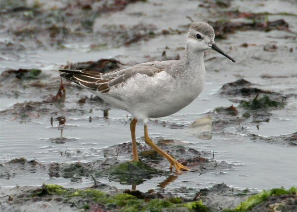 Wilson's Phalarope