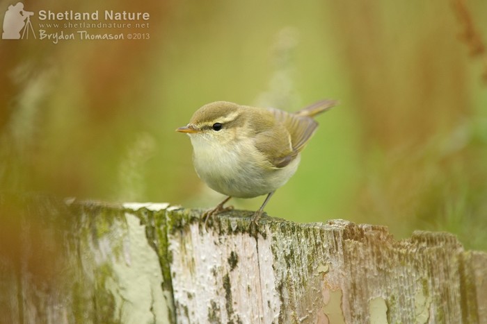 Greenish Warbler