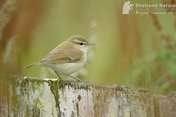 Greenish Warbler