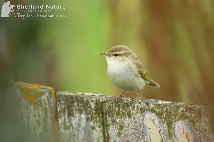 Greenish Warbler