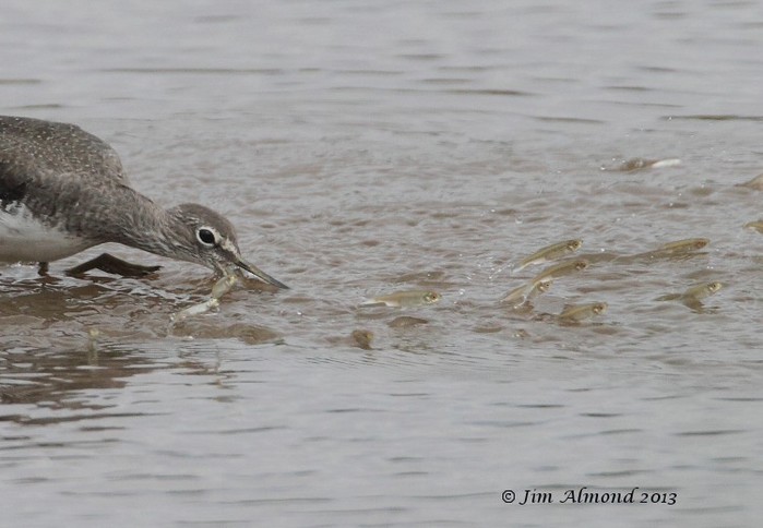 Green Sandpiper