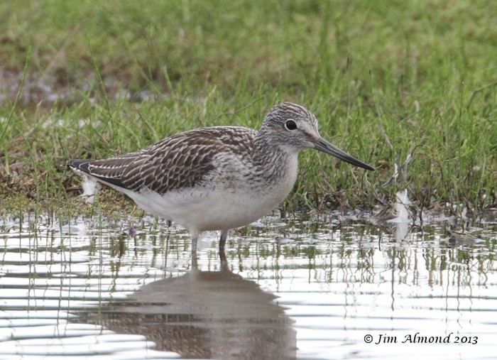 Greenshank