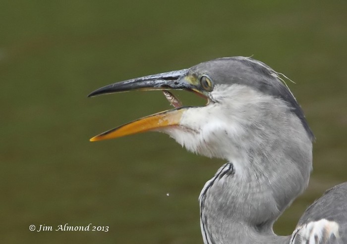 Grey Heron