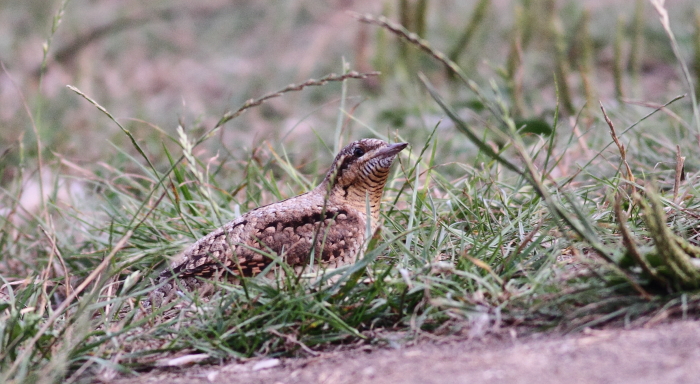 Wryneck