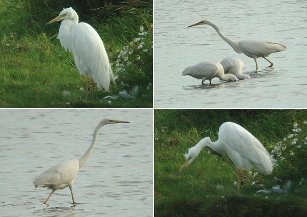 Great White Egret