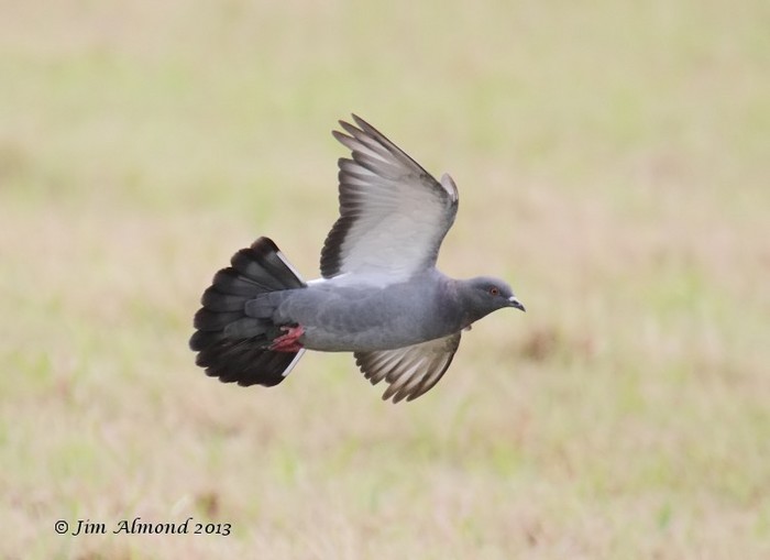 Rock Dove