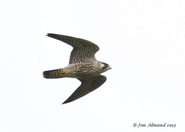 Peregrine