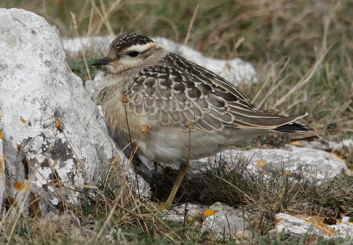 Dotterel