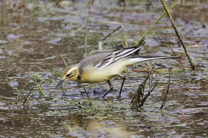 Citrine Wagtail