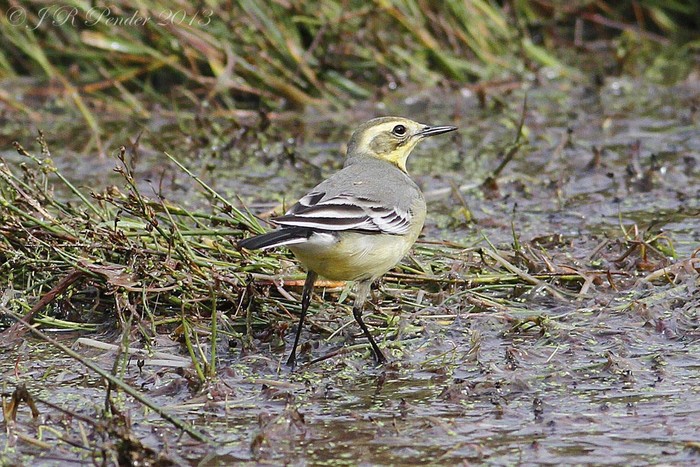 Citrine Wagtail