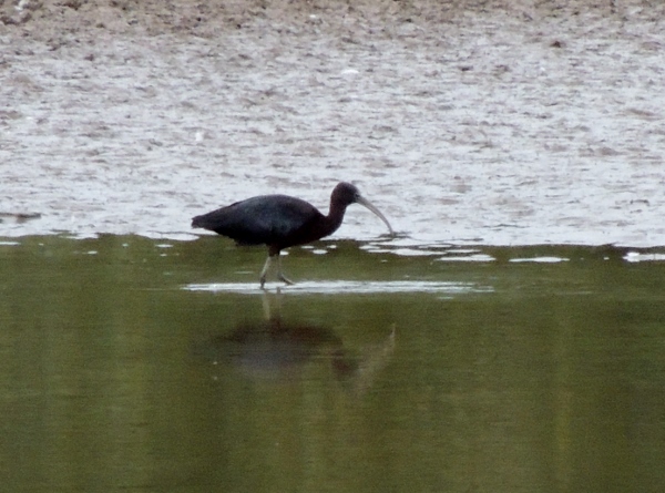 Glossy Ibis