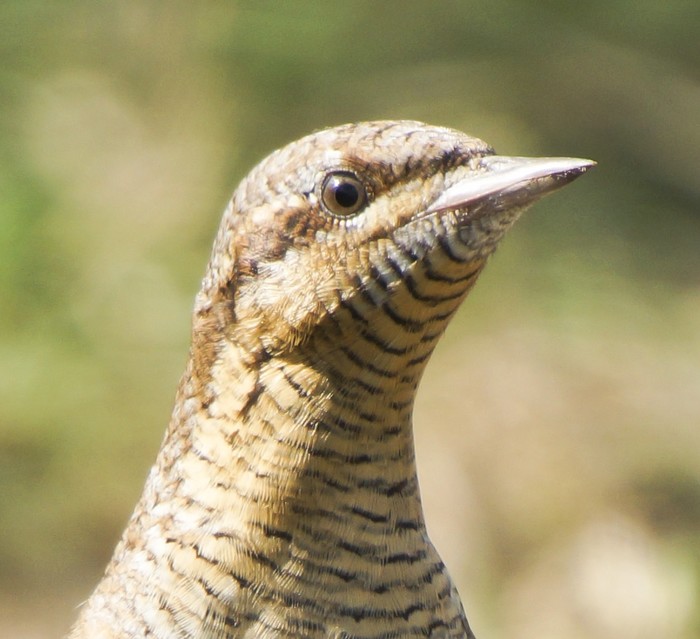Wryneck