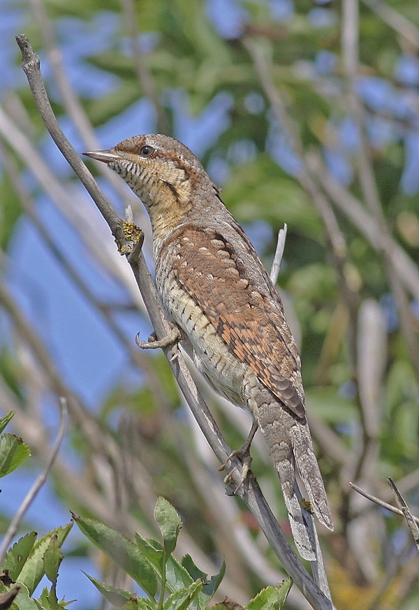 Wryneck