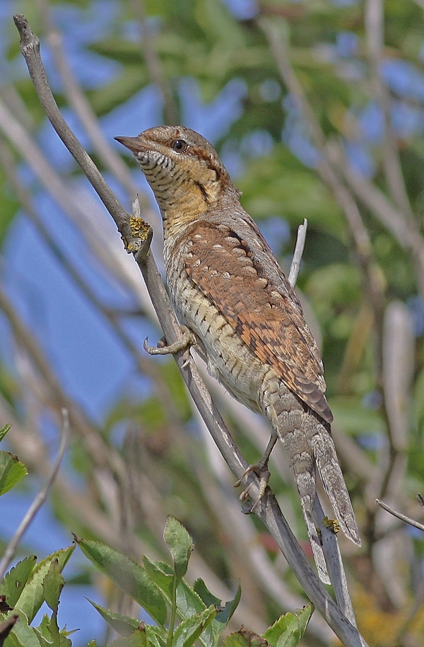Wryneck