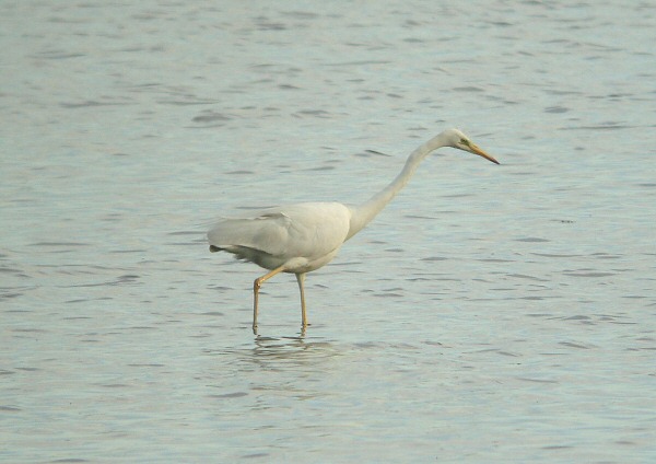 Great White Egret