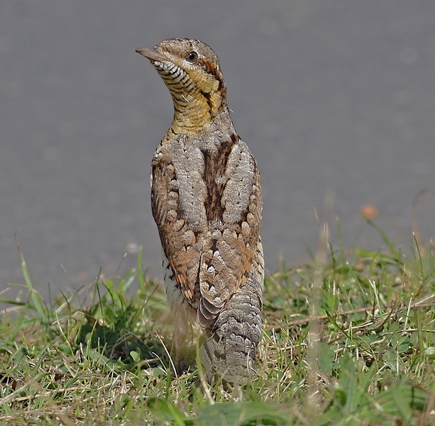 Wryneck