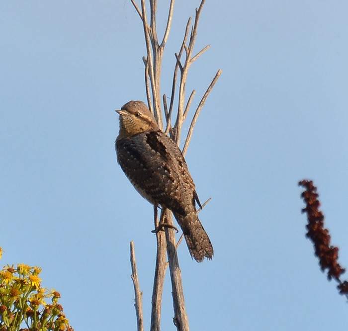 Wryneck