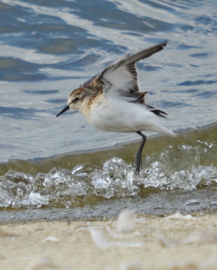 Little Stint