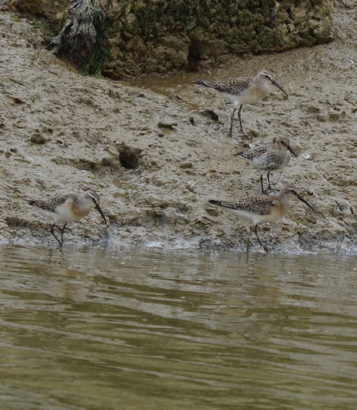 Curlew Sandpiper