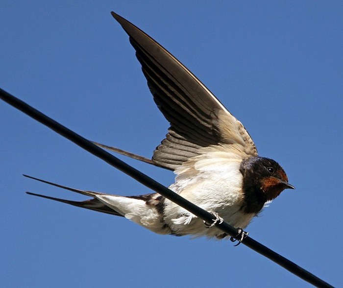 Swallow