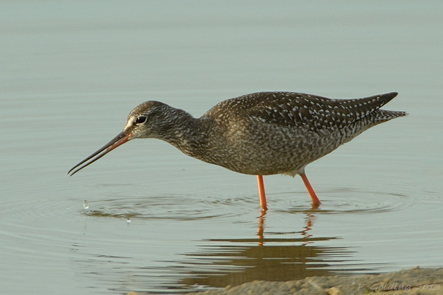 Spotted Redshank