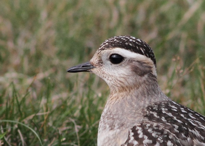 Dotterel