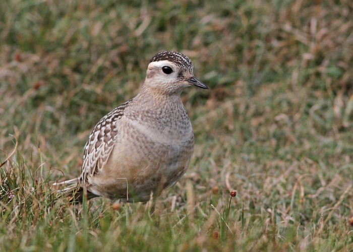 Dotterel