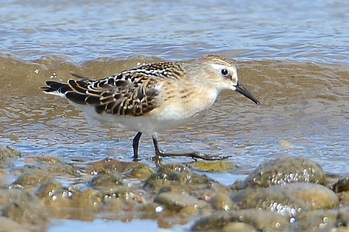 Little Stint