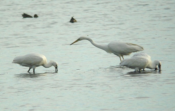 Great White Egret