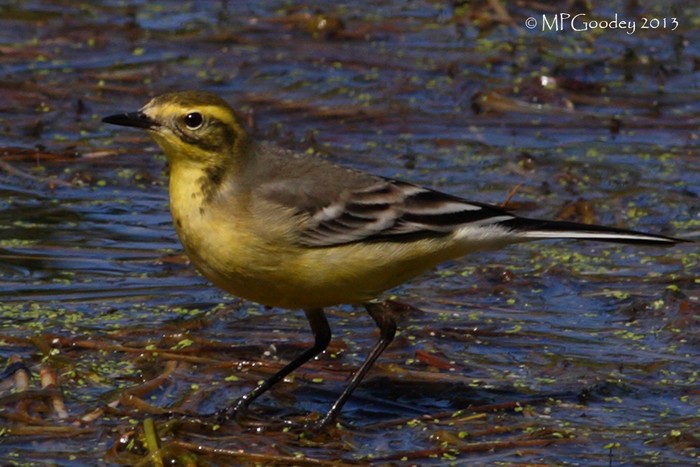 Citrine Wagtail
