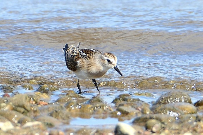 Little Stint