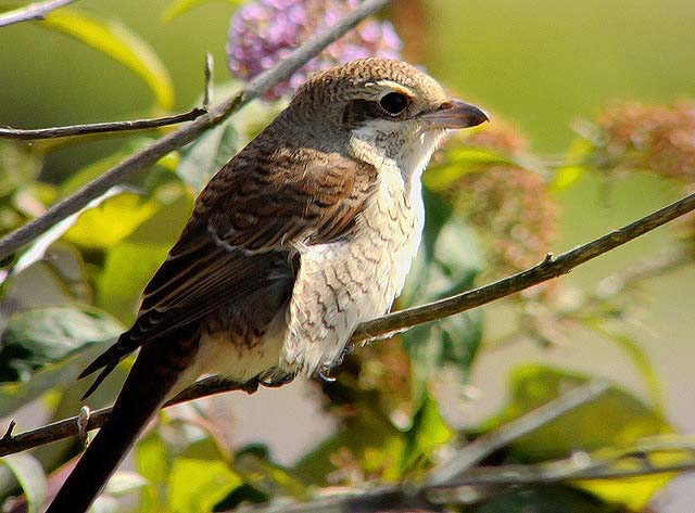 Red-backed Shrike