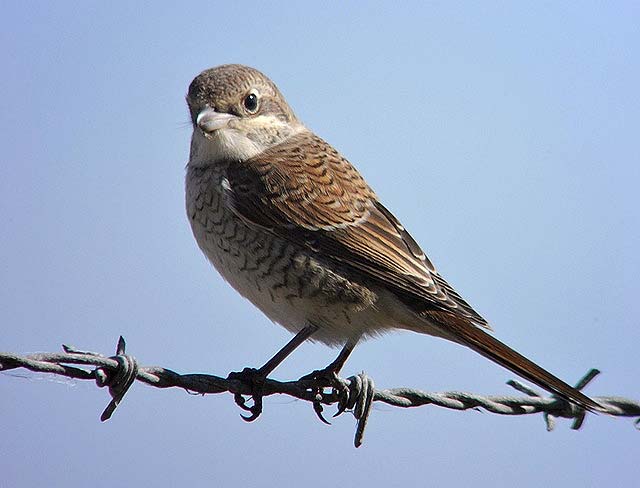 Red-backed Shrike