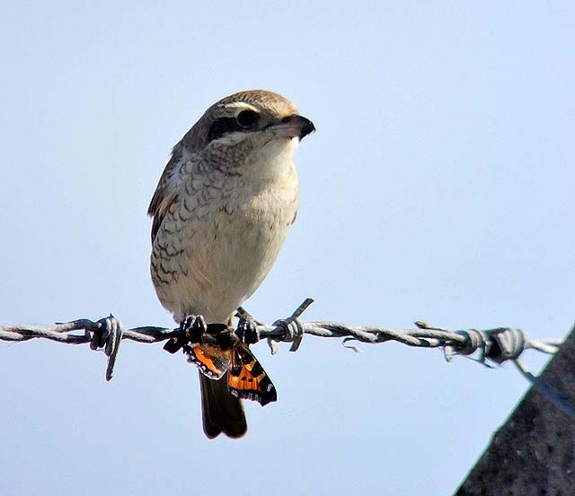 Red-backed Shrike