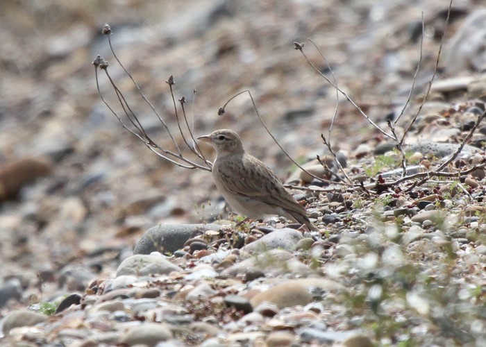 Short-toed Lark