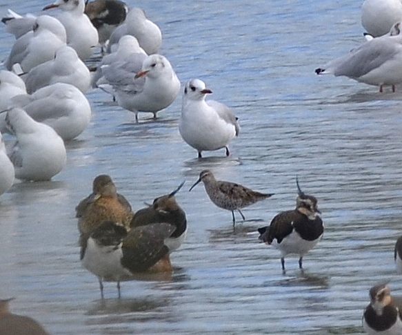 Stilt Sandpiper