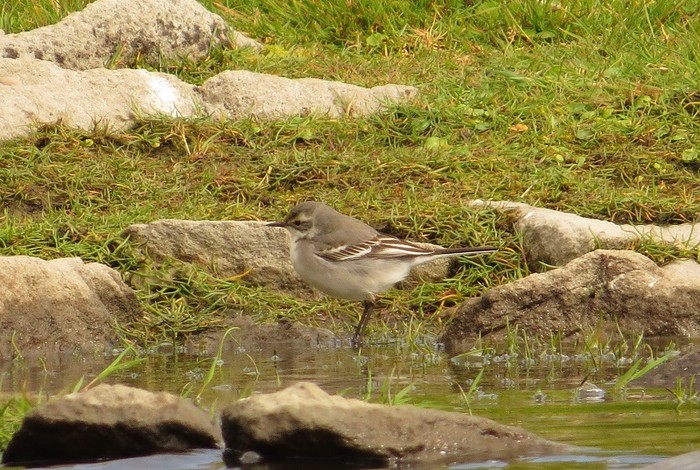 Citrine Wagtail